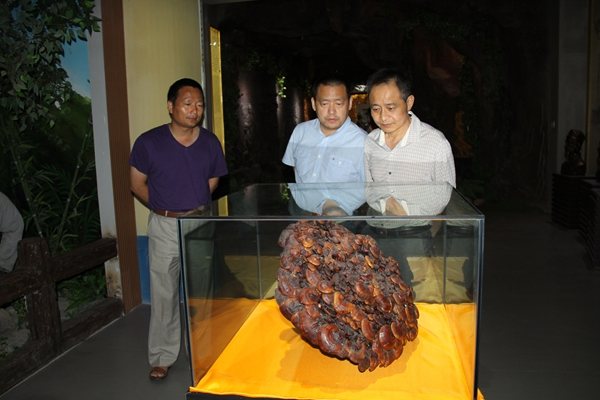 杭州亞運(yùn)會官方靈芝產(chǎn)品供應(yīng)商|杭州亞運(yùn)會官方供應(yīng)商|中國靈芝十大品牌|仙客來靈芝|仙客來靈芝破壁孢子粉|仙客來孢子油|仙客來靈芝飲片|仙客來破壁孢子粉|靈芝孢子油|孢子粉|靈芝破壁孢子粉|靈芝|中華老字號 杭州亞運(yùn)會官方靈芝產(chǎn)品供應(yīng)商|杭州亞運(yùn)會官方供應(yīng)商|中國靈芝十大品牌|仙客來靈芝|仙客來靈芝破壁孢子粉|仙客來孢子油|仙客來靈芝飲片|仙客來破壁孢子粉|靈芝孢子油|孢子粉|靈芝破壁孢子粉|靈芝|中華老字號