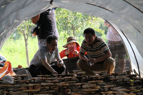 杭州亞運(yùn)會(huì)官方靈芝產(chǎn)品供應(yīng)商|杭州亞運(yùn)會(huì)官方供應(yīng)商|中國(guó)靈芝十大品牌|仙客來靈芝|仙客來靈芝破壁孢子粉|仙客來孢子油|仙客來靈芝飲片|仙客來破壁孢子粉|靈芝孢子油|孢子粉|靈芝破壁孢子粉|靈芝|中華老字號(hào) 杭州亞運(yùn)會(huì)官方靈芝產(chǎn)品供應(yīng)商|杭州亞運(yùn)會(huì)官方供應(yīng)商|中國(guó)靈芝十大品牌|仙客來靈芝|仙客來靈芝破壁孢子粉|仙客來孢子油|仙客來靈芝飲片|仙客來破壁孢子粉|靈芝孢子油|孢子粉|靈芝破壁孢子粉|靈芝|中華老字號(hào)