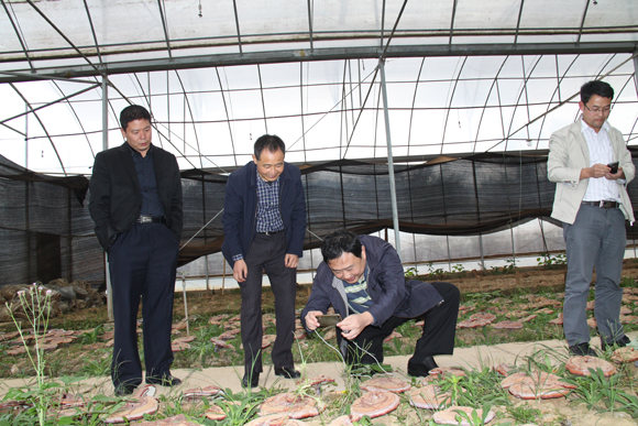 杭州亞運(yùn)會(huì)官方靈芝產(chǎn)品供應(yīng)商|杭州亞運(yùn)會(huì)官方供應(yīng)商|中國(guó)靈芝十大品牌|仙客來(lái)靈芝|仙客來(lái)靈芝破壁孢子粉|仙客來(lái)孢子油|仙客來(lái)靈芝飲片|仙客來(lái)破壁孢子粉|靈芝孢子油|孢子粉|靈芝破壁孢子粉|靈芝|中華老字號(hào) 杭州亞運(yùn)會(huì)官方靈芝產(chǎn)品供應(yīng)商|杭州亞運(yùn)會(huì)官方供應(yīng)商|中國(guó)靈芝十大品牌|仙客來(lái)靈芝|仙客來(lái)靈芝破壁孢子粉|仙客來(lái)孢子油|仙客來(lái)靈芝飲片|仙客來(lái)破壁孢子粉|靈芝孢子油|孢子粉|靈芝破壁孢子粉|靈芝|中華老字號(hào)