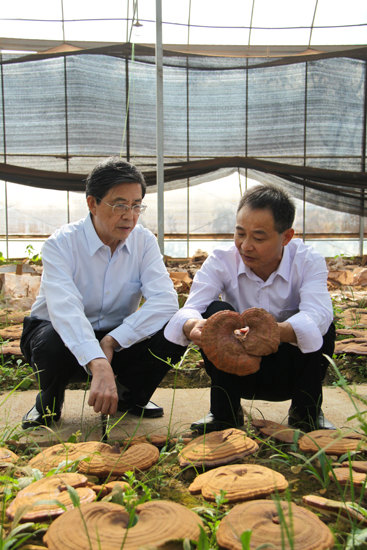 杭州亞運(yùn)會官方靈芝產(chǎn)品供應(yīng)商|杭州亞運(yùn)會官方供應(yīng)商|中國靈芝十大品牌|仙客來靈芝|仙客來靈芝破壁孢子粉|仙客來孢子油|仙客來靈芝飲片|仙客來破壁孢子粉|靈芝孢子油|孢子粉|靈芝破壁孢子粉|靈芝|中華老字號 杭州亞運(yùn)會官方靈芝產(chǎn)品供應(yīng)商|杭州亞運(yùn)會官方供應(yīng)商|中國靈芝十大品牌|仙客來靈芝|仙客來靈芝破壁孢子粉|仙客來孢子油|仙客來靈芝飲片|仙客來破壁孢子粉|靈芝孢子油|孢子粉|靈芝破壁孢子粉|靈芝|中華老字號