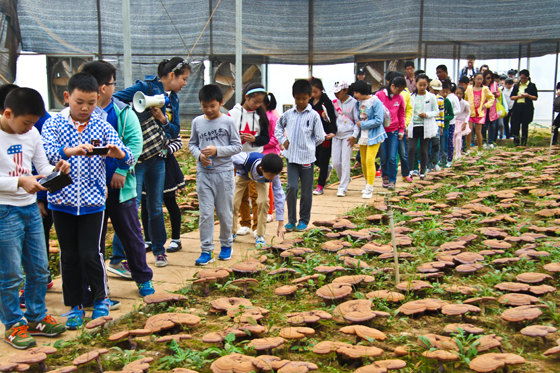 杭州亞運(yùn)會官方靈芝產(chǎn)品供應(yīng)商|杭州亞運(yùn)會官方供應(yīng)商|中國靈芝十大品牌|仙客來靈芝|仙客來靈芝破壁孢子粉|仙客來孢子油|仙客來靈芝飲片|仙客來破壁孢子粉|靈芝孢子油|孢子粉|靈芝破壁孢子粉|靈芝|中華老字號 杭州亞運(yùn)會官方靈芝產(chǎn)品供應(yīng)商|杭州亞運(yùn)會官方供應(yīng)商|中國靈芝十大品牌|仙客來靈芝|仙客來靈芝破壁孢子粉|仙客來孢子油|仙客來靈芝飲片|仙客來破壁孢子粉|靈芝孢子油|孢子粉|靈芝破壁孢子粉|靈芝|中華老字號