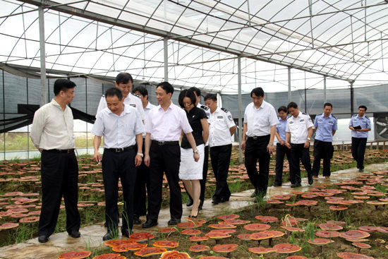 杭州亞運會官方靈芝產(chǎn)品供應商|杭州亞運會官方供應商|中國靈芝十大品牌|仙客來靈芝|仙客來靈芝破壁孢子粉|仙客來孢子油|仙客來靈芝飲片|仙客來破壁孢子粉|靈芝孢子油|孢子粉|靈芝破壁孢子粉|靈芝|中華老字號 杭州亞運會官方靈芝產(chǎn)品供應商|杭州亞運會官方供應商|中國靈芝十大品牌|仙客來靈芝|仙客來靈芝破壁孢子粉|仙客來孢子油|仙客來靈芝飲片|仙客來破壁孢子粉|靈芝孢子油|孢子粉|靈芝破壁孢子粉|靈芝|中華老字號