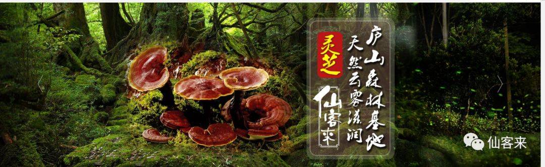 杭州亞運(yùn)會官方靈芝產(chǎn)品供應(yīng)商|杭州亞運(yùn)會官方供應(yīng)商|中國靈芝十大品牌|仙客來靈芝|仙客來靈芝破壁孢子粉|仙客來孢子油|仙客來靈芝飲片|仙客來破壁孢子粉|靈芝孢子油|孢子粉|靈芝破壁孢子粉|靈芝|中華老字號 杭州亞運(yùn)會官方靈芝產(chǎn)品供應(yīng)商|杭州亞運(yùn)會官方供應(yīng)商|中國靈芝十大品牌|仙客來靈芝|仙客來靈芝破壁孢子粉|仙客來孢子油|仙客來靈芝飲片|仙客來破壁孢子粉|靈芝孢子油|孢子粉|靈芝破壁孢子粉|靈芝|中華老字號