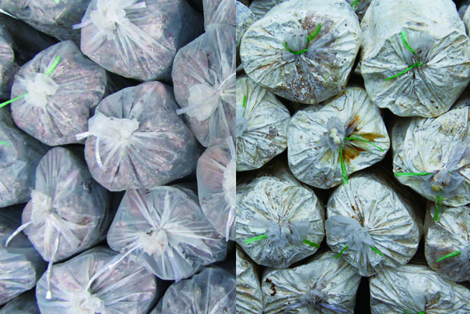 接種萌發(fā)|仙客來靈芝|中國靈芝十大品牌|中國馳名商標|中國首家靈芝全產(chǎn)業(yè)鏈可視工廠 接種萌發(fā)|仙客來靈芝|中國靈芝十大品牌|中國馳名商標|中國首家靈芝全產(chǎn)業(yè)鏈可視工廠