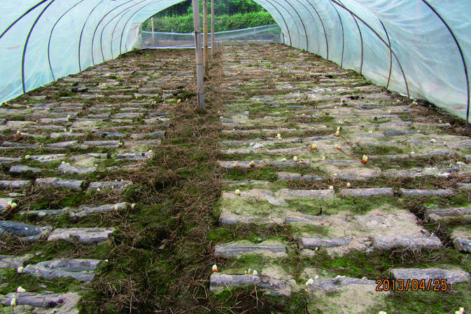 覆土后|仙客來靈芝|中國靈芝十大品牌|中國馳名商標|中國首家靈芝全產(chǎn)業(yè)鏈可視工廠 覆土后|仙客來靈芝|中國靈芝十大品牌|中國馳名商標|中國首家靈芝全產(chǎn)業(yè)鏈可視工廠