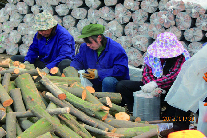 人工裝袋|仙客來靈芝|中國靈芝十大品牌|中國馳名商標|中國首家靈芝全產(chǎn)業(yè)鏈可視工廠 人工裝袋|仙客來靈芝|中國靈芝十大品牌|中國馳名商標|中國首家靈芝全產(chǎn)業(yè)鏈可視工廠