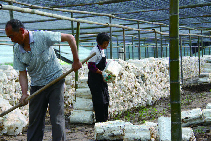 人工覆土|仙客來靈芝|中國靈芝十大品牌|中國馳名商標|中國首家靈芝全產(chǎn)業(yè)鏈可視工廠 人工覆土|仙客來靈芝|中國靈芝十大品牌|中國馳名商標|中國首家靈芝全產(chǎn)業(yè)鏈可視工廠