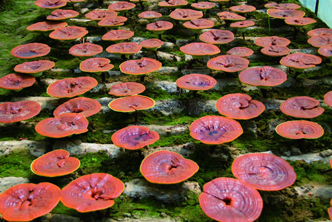 靈芝開傘成長期|仙客來靈芝|中國靈芝十大品牌|中國馳名商標|中國首家靈芝全產(chǎn)業(yè)鏈可視工廠 靈芝開傘成長期|仙客來靈芝|中國靈芝十大品牌|中國馳名商標|中國首家靈芝全產(chǎn)業(yè)鏈可視工廠