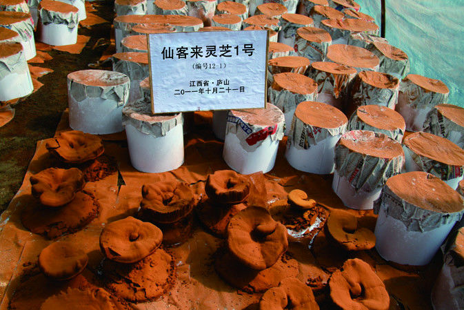 靈芝產(chǎn)粉成熟期|仙客來靈芝|中國靈芝十大品牌|中國馳名商標|中國首家靈芝全產(chǎn)業(yè)鏈可視工廠 靈芝產(chǎn)粉成熟期|仙客來靈芝|中國靈芝十大品牌|中國馳名商標|中國首家靈芝全產(chǎn)業(yè)鏈可視工廠