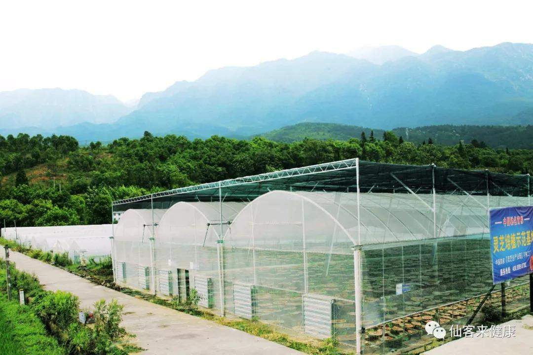 中國(guó)靈芝十大品牌|仙客來(lái)靈芝|仙客來(lái)靈芝破壁孢子粉|仙客來(lái)孢子油|仙客來(lái)靈芝飲片|仙客來(lái)破壁孢子粉|仙客來(lái)靈芝中藥飲片|馳名商標(biāo)|carbatteryresident.com|