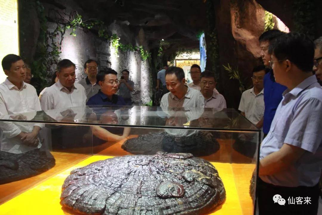 1559034708517750.jpg 杭州亞運(yùn)會(huì)官方靈芝產(chǎn)品供應(yīng)商|杭州亞運(yùn)會(huì)官方供應(yīng)商|中國靈芝十大品牌|仙客來靈芝|仙客來靈芝破壁孢子粉|仙客來孢子油|仙客來靈芝飲片|仙客來破壁孢子粉|靈芝孢子油|孢子粉|靈芝破壁孢子粉|靈芝|中華老字號(hào)