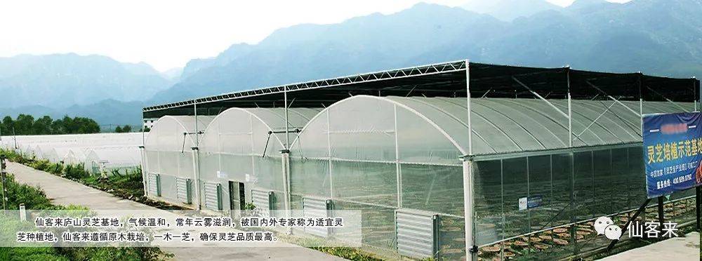 杭州亞運會官方靈芝產(chǎn)品供應(yīng)商|杭州亞運會官方供應(yīng)商|中國靈芝十大品牌|仙客來靈芝|仙客來靈芝破壁孢子粉|仙客來孢子油|仙客來靈芝飲片|仙客來破壁孢子粉|靈芝孢子油|孢子粉|靈芝破壁孢子粉|靈芝|中華老字號 杭州亞運會官方靈芝產(chǎn)品供應(yīng)商|杭州亞運會官方供應(yīng)商|中國靈芝十大品牌|仙客來靈芝|仙客來靈芝破壁孢子粉|仙客來孢子油|仙客來靈芝飲片|仙客來破壁孢子粉|靈芝孢子油|孢子粉|靈芝破壁孢子粉|靈芝|中華老字號