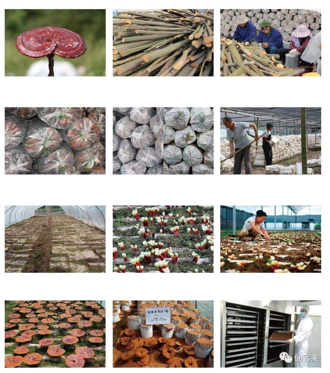 中國靈芝十大品牌|仙客來靈芝|仙客來靈芝破壁孢子粉|仙客來孢子油|仙客來靈芝飲片|仙客來破壁孢子粉|仙客來靈芝中藥飲片|馳名商標(biāo)|carbatteryresident.com| 中國靈芝十大品牌|仙客來靈芝|仙客來靈芝破壁孢子粉|仙客來孢子油|仙客來靈芝飲片|仙客來破壁孢子粉|仙客來靈芝中藥飲片|馳名商標(biāo)|carbatteryresident.com|