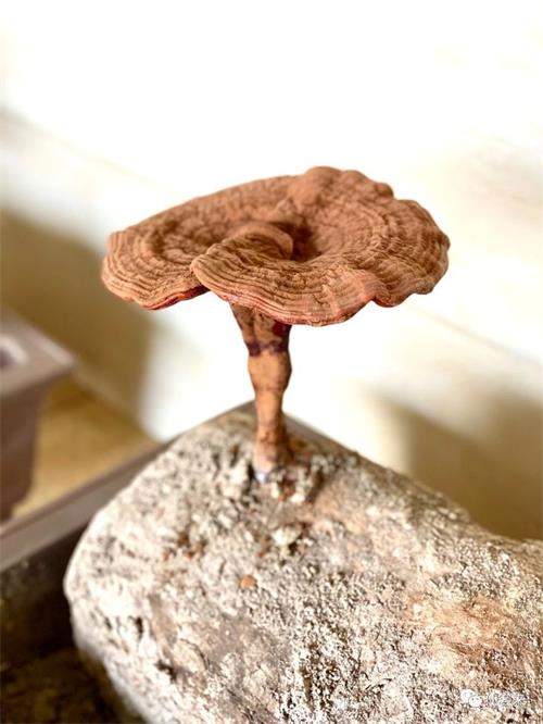 1585616724567331.jpg FE7C5942E83D5CA0AF15149CC705AD04.jpg