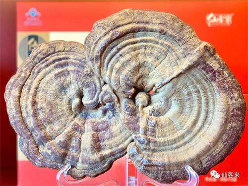 杭州亞運(yùn)會(huì)官方靈芝產(chǎn)品供應(yīng)商|杭州亞運(yùn)會(huì)官方供應(yīng)商|中國靈芝十大品牌|仙客來靈芝|仙客來靈芝破壁孢子粉|仙客來孢子油|仙客來靈芝飲片|仙客來破壁孢子粉|靈芝孢子油|孢子粉|靈芝破壁孢子粉|靈芝|中華老字號(hào) 杭州亞運(yùn)會(huì)官方靈芝產(chǎn)品供應(yīng)商|杭州亞運(yùn)會(huì)官方供應(yīng)商|中國靈芝十大品牌|仙客來靈芝|仙客來靈芝破壁孢子粉|仙客來孢子油|仙客來靈芝飲片|仙客來破壁孢子粉|靈芝孢子油|孢子粉|靈芝破壁孢子粉|靈芝|中華老字號(hào)