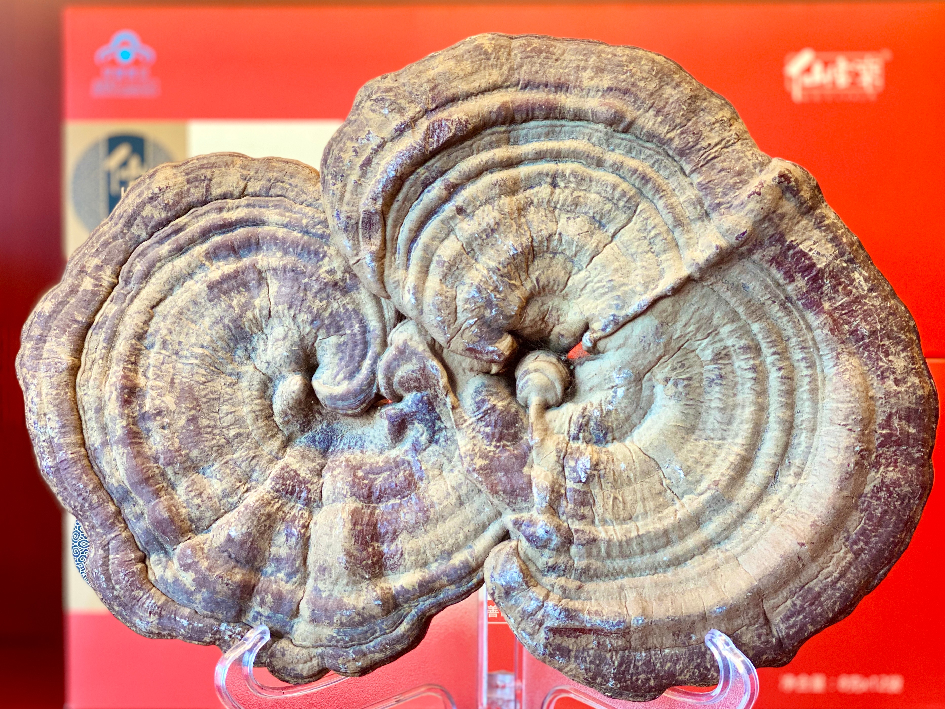 杭州亞運(yùn)會(huì)官方靈芝產(chǎn)品供應(yīng)商|杭州亞運(yùn)會(huì)官方供應(yīng)商|中國(guó)靈芝十大品牌|仙客來(lái)靈芝|仙客來(lái)靈芝破壁孢子粉|仙客來(lái)孢子油|仙客來(lái)靈芝飲片|仙客來(lái)破壁孢子粉|靈芝孢子油|孢子粉|靈芝破壁孢子粉|靈芝|中華老字號(hào) 杭州亞運(yùn)會(huì)官方靈芝產(chǎn)品供應(yīng)商|杭州亞運(yùn)會(huì)官方供應(yīng)商|中國(guó)靈芝十大品牌|仙客來(lái)靈芝|仙客來(lái)靈芝破壁孢子粉|仙客來(lái)孢子油|仙客來(lái)靈芝飲片|仙客來(lái)破壁孢子粉|靈芝孢子油|孢子粉|靈芝破壁孢子粉|靈芝|中華老字號(hào)