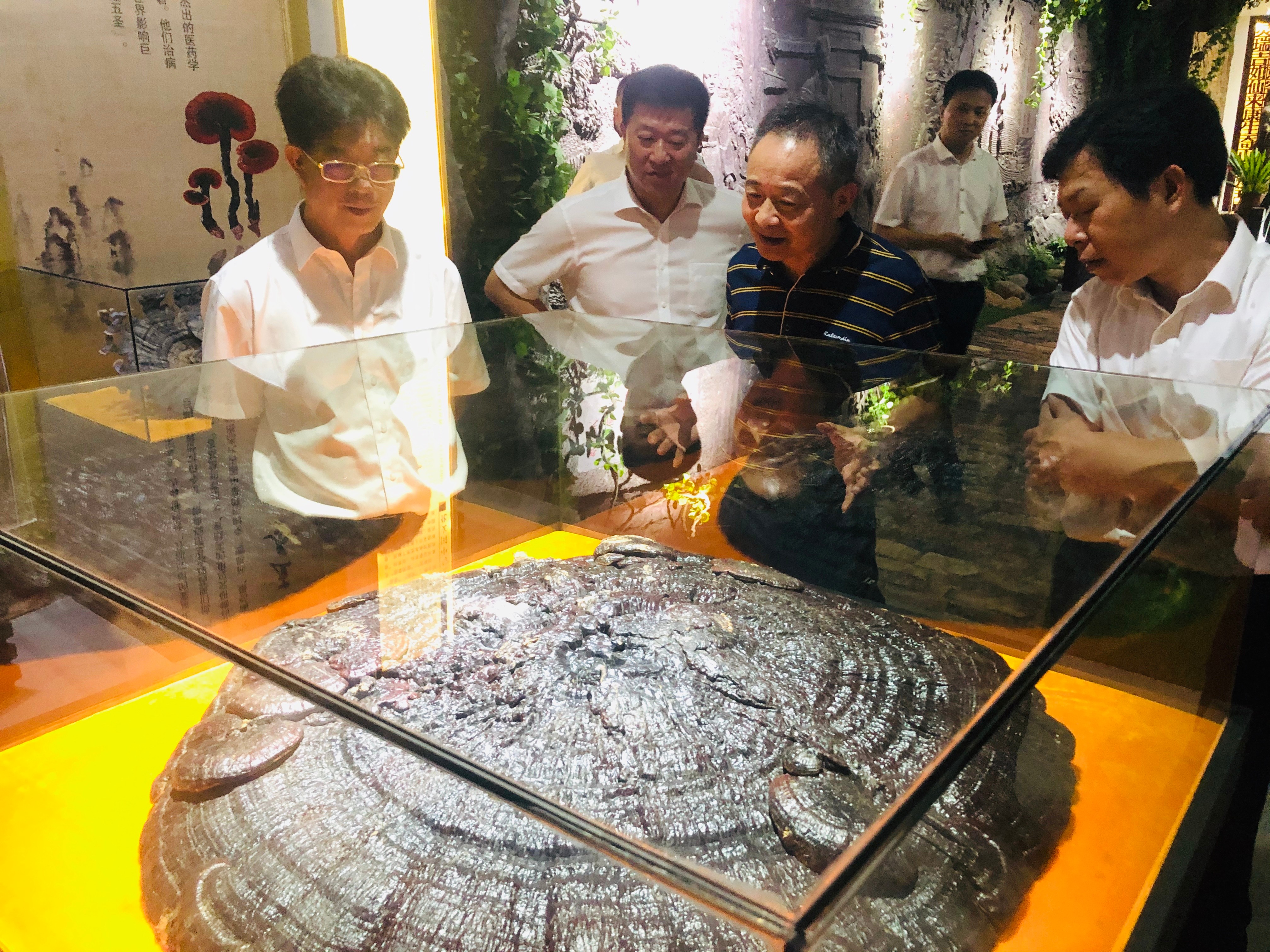 杭州亞運(yùn)會官方靈芝產(chǎn)品供應(yīng)商|杭州亞運(yùn)會官方供應(yīng)商|中國靈芝十大品牌|仙客來靈芝|仙客來靈芝破壁孢子粉|仙客來孢子油|仙客來靈芝飲片|仙客來破壁孢子粉|靈芝孢子油|孢子粉|靈芝破壁孢子粉|靈芝|中華老字號