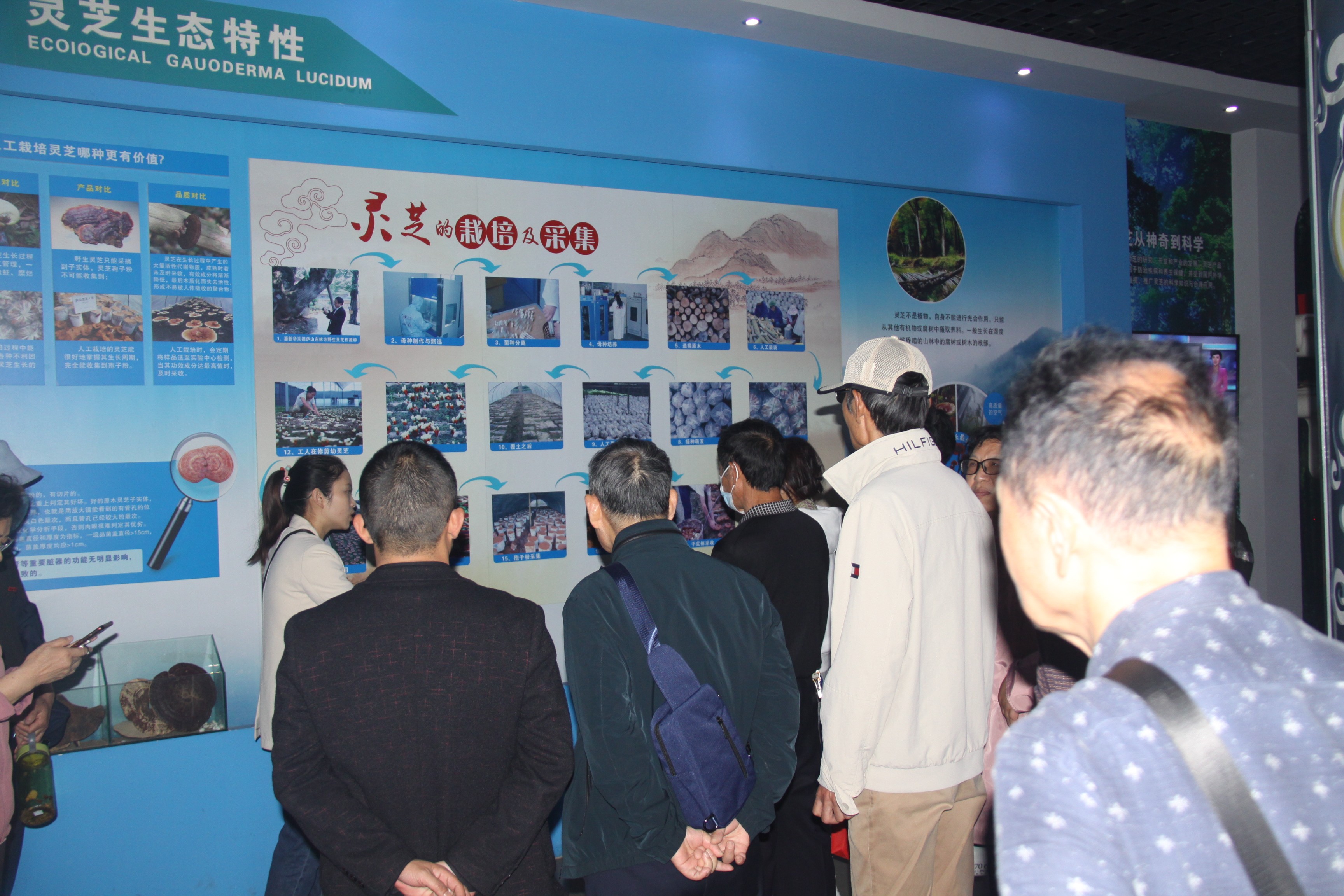 杭州亞運會官方靈芝產(chǎn)品供應(yīng)商|杭州亞運會官方供應(yīng)商|中國靈芝十大品牌|仙客來靈芝|仙客來靈芝破壁孢子粉|仙客來孢子油|仙客來靈芝飲片|仙客來破壁孢子粉|靈芝孢子油|孢子粉|靈芝破壁孢子粉|靈芝|中華老字號 杭州亞運會官方靈芝產(chǎn)品供應(yīng)商|杭州亞運會官方供應(yīng)商|中國靈芝十大品牌|仙客來靈芝|仙客來靈芝破壁孢子粉|仙客來孢子油|仙客來靈芝飲片|仙客來破壁孢子粉|靈芝孢子油|孢子粉|靈芝破壁孢子粉|靈芝|中華老字號