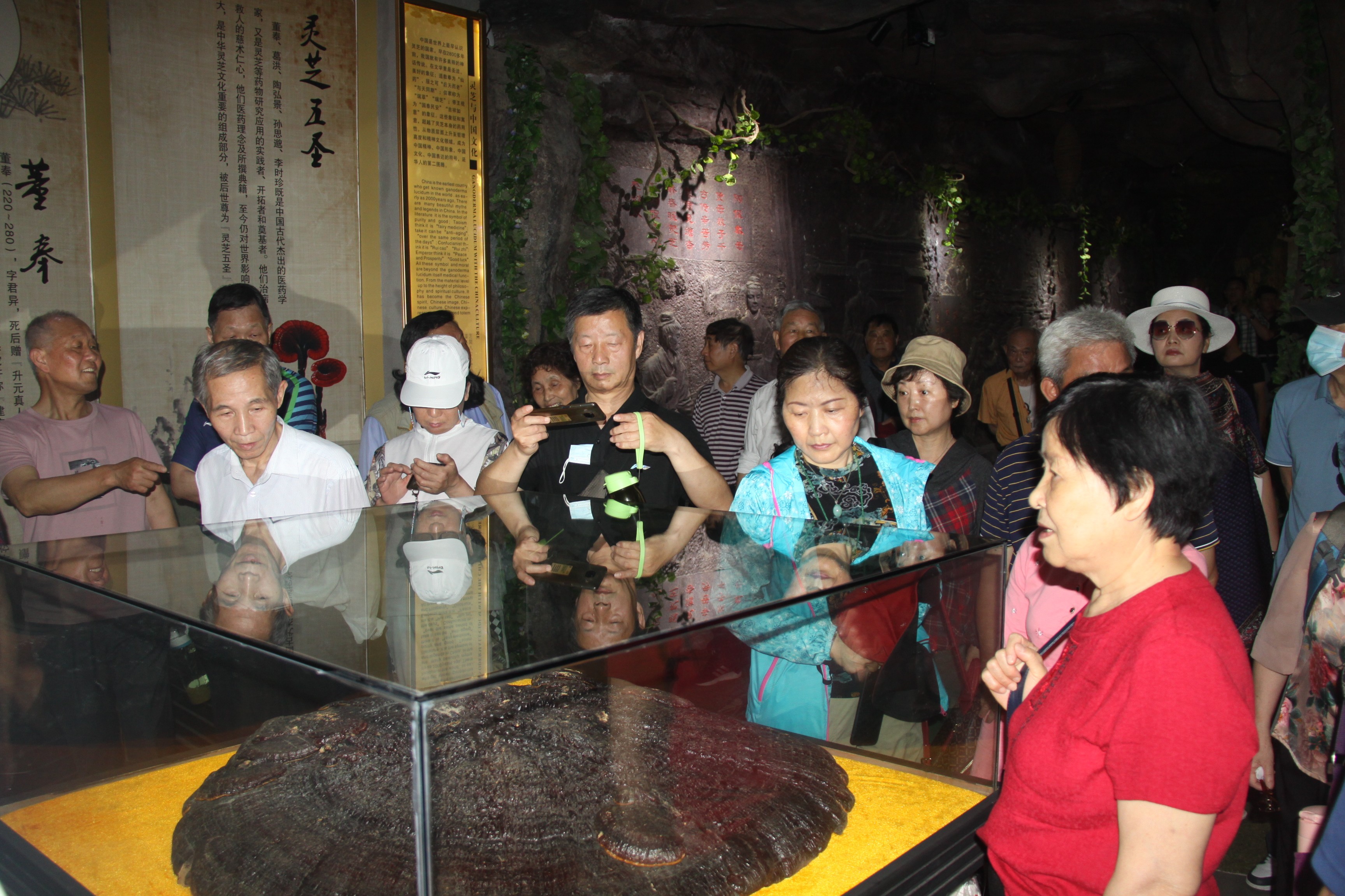 杭州亞運(yùn)會(huì)官方靈芝產(chǎn)品供應(yīng)商|杭州亞運(yùn)會(huì)官方供應(yīng)商|中國靈芝十大品牌|仙客來靈芝|仙客來靈芝破壁孢子粉|仙客來孢子油|仙客來靈芝飲片|仙客來破壁孢子粉|靈芝孢子油|孢子粉|靈芝破壁孢子粉|靈芝|中華老字號(hào) 杭州亞運(yùn)會(huì)官方靈芝產(chǎn)品供應(yīng)商|杭州亞運(yùn)會(huì)官方供應(yīng)商|中國靈芝十大品牌|仙客來靈芝|仙客來靈芝破壁孢子粉|仙客來孢子油|仙客來靈芝飲片|仙客來破壁孢子粉|靈芝孢子油|孢子粉|靈芝破壁孢子粉|靈芝|中華老字號(hào)