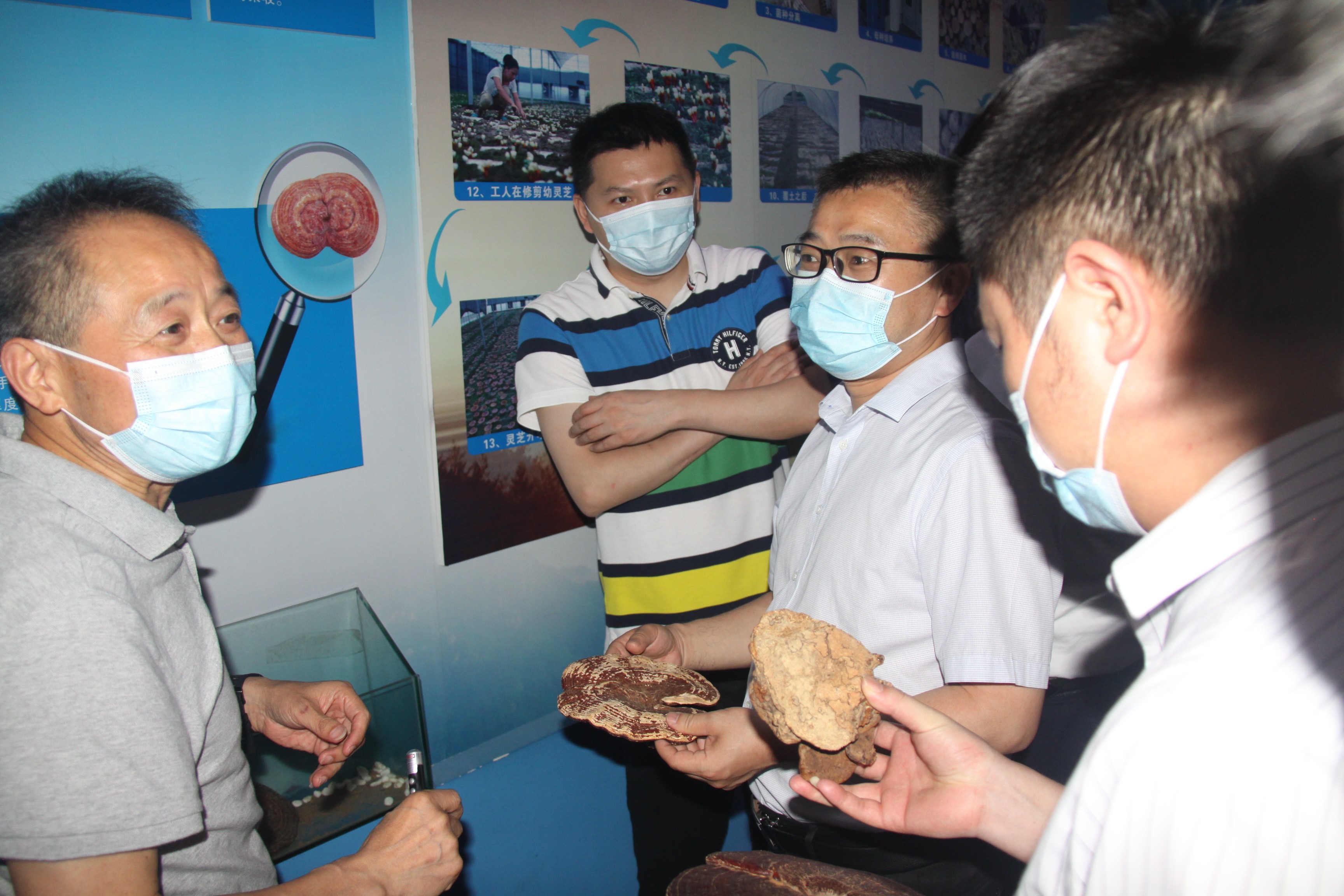 杭州亞運(yùn)會官方靈芝產(chǎn)品供應(yīng)商|杭州亞運(yùn)會官方供應(yīng)商|中國靈芝十大品牌|仙客來靈芝|仙客來靈芝破壁孢子粉|仙客來孢子油|仙客來靈芝飲片|仙客來破壁孢子粉|靈芝孢子油|孢子粉|靈芝破壁孢子粉|靈芝|中華老字號 杭州亞運(yùn)會官方靈芝產(chǎn)品供應(yīng)商|杭州亞運(yùn)會官方供應(yīng)商|中國靈芝十大品牌|仙客來靈芝|仙客來靈芝破壁孢子粉|仙客來孢子油|仙客來靈芝飲片|仙客來破壁孢子粉|靈芝孢子油|孢子粉|靈芝破壁孢子粉|靈芝|中華老字號