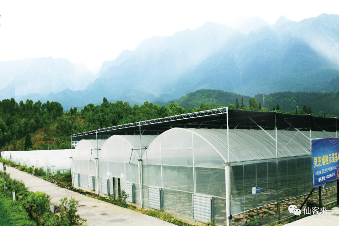 杭州亞運(yùn)會(huì)官方靈芝產(chǎn)品供應(yīng)商|杭州亞運(yùn)會(huì)官方供應(yīng)商|中國靈芝十大品牌|仙客來靈芝|仙客來靈芝破壁孢子粉|仙客來孢子油|仙客來靈芝飲片|仙客來破壁孢子粉|靈芝孢子油|孢子粉|靈芝破壁孢子粉|靈芝|中華老字號(hào) 杭州亞運(yùn)會(huì)官方靈芝產(chǎn)品供應(yīng)商|杭州亞運(yùn)會(huì)官方供應(yīng)商|中國靈芝十大品牌|仙客來靈芝|仙客來靈芝破壁孢子粉|仙客來孢子油|仙客來靈芝飲片|仙客來破壁孢子粉|靈芝孢子油|孢子粉|靈芝破壁孢子粉|靈芝|中華老字號(hào)