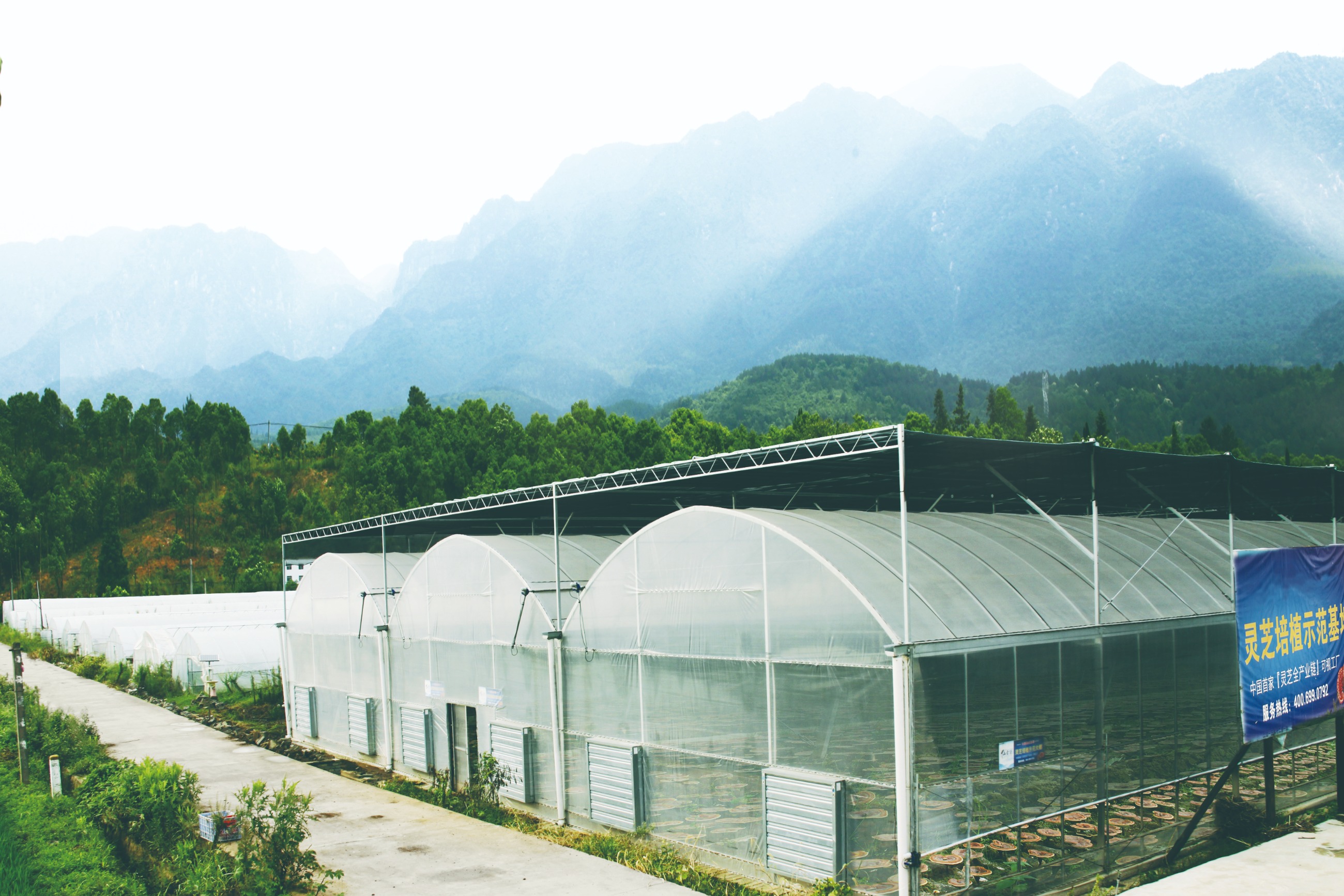 杭州亞運會官方靈芝產(chǎn)品供應(yīng)商|杭州亞運會官方供應(yīng)商|中國靈芝十大品牌|仙客來靈芝|仙客來靈芝破壁孢子粉|仙客來孢子油|仙客來靈芝飲片|仙客來破壁孢子粉|靈芝孢子油|孢子粉|靈芝破壁孢子粉|靈芝|中華老字號