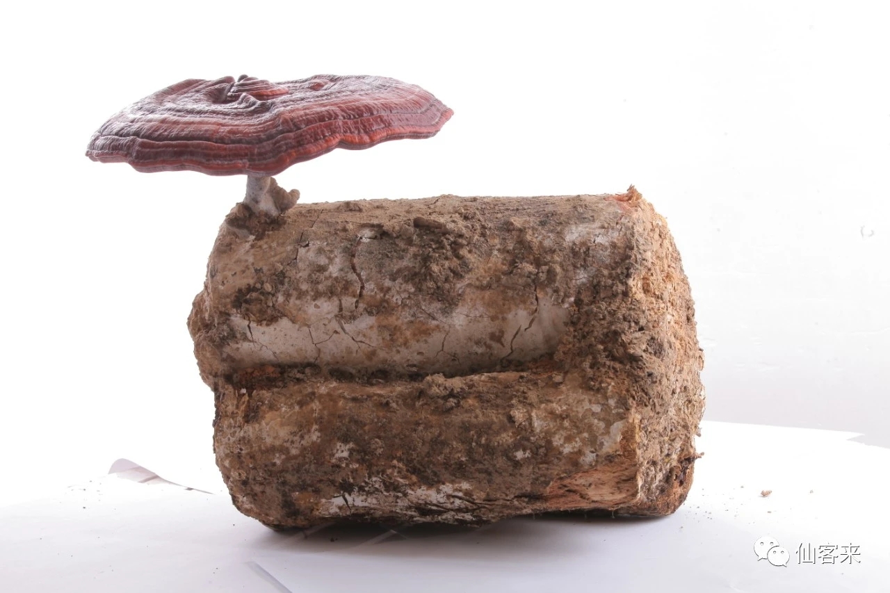 杭州亞運(yùn)會(huì)官方靈芝產(chǎn)品供應(yīng)商|杭州亞運(yùn)會(huì)官方供應(yīng)商|中國(guó)靈芝十大品牌|仙客來(lái)靈芝|仙客來(lái)靈芝破壁孢子粉|仙客來(lái)孢子油|仙客來(lái)靈芝飲片|仙客來(lái)破壁孢子粉|靈芝孢子油|孢子粉|靈芝破壁孢子粉|靈芝|中華老字號(hào) 杭州亞運(yùn)會(huì)官方靈芝產(chǎn)品供應(yīng)商|杭州亞運(yùn)會(huì)官方供應(yīng)商|中國(guó)靈芝十大品牌|仙客來(lái)靈芝|仙客來(lái)靈芝破壁孢子粉|仙客來(lái)孢子油|仙客來(lái)靈芝飲片|仙客來(lái)破壁孢子粉|靈芝孢子油|孢子粉|靈芝破壁孢子粉|靈芝|中華老字號(hào)