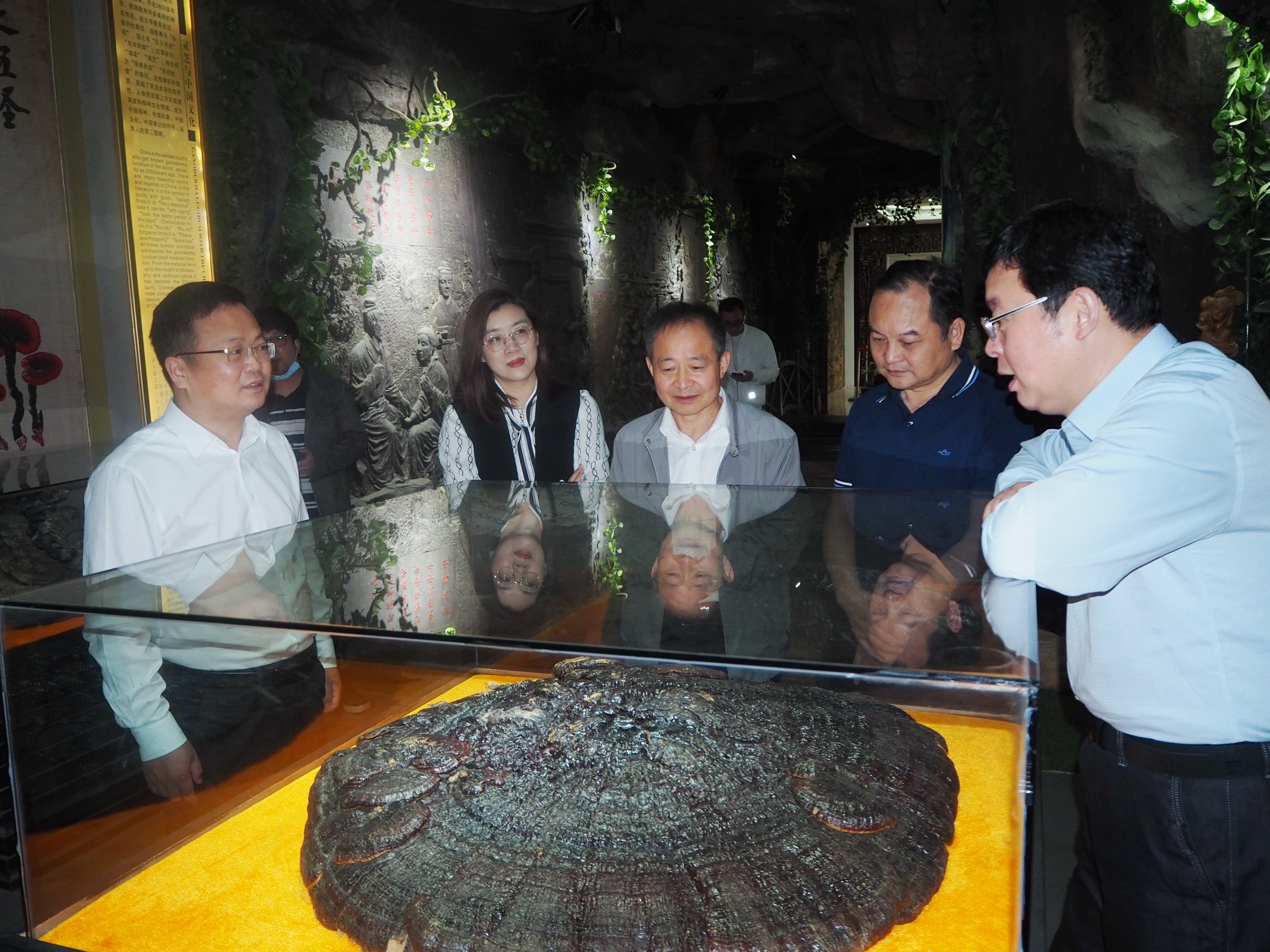 杭州亞運(yùn)會(huì)官方靈芝產(chǎn)品供應(yīng)商|杭州亞運(yùn)會(huì)官方供應(yīng)商|中國靈芝十大品牌|仙客來靈芝|仙客來靈芝破壁孢子粉|仙客來孢子油|仙客來靈芝飲片|仙客來破壁孢子粉|靈芝孢子油|孢子粉|靈芝破壁孢子粉|靈芝|中華老字號(hào)