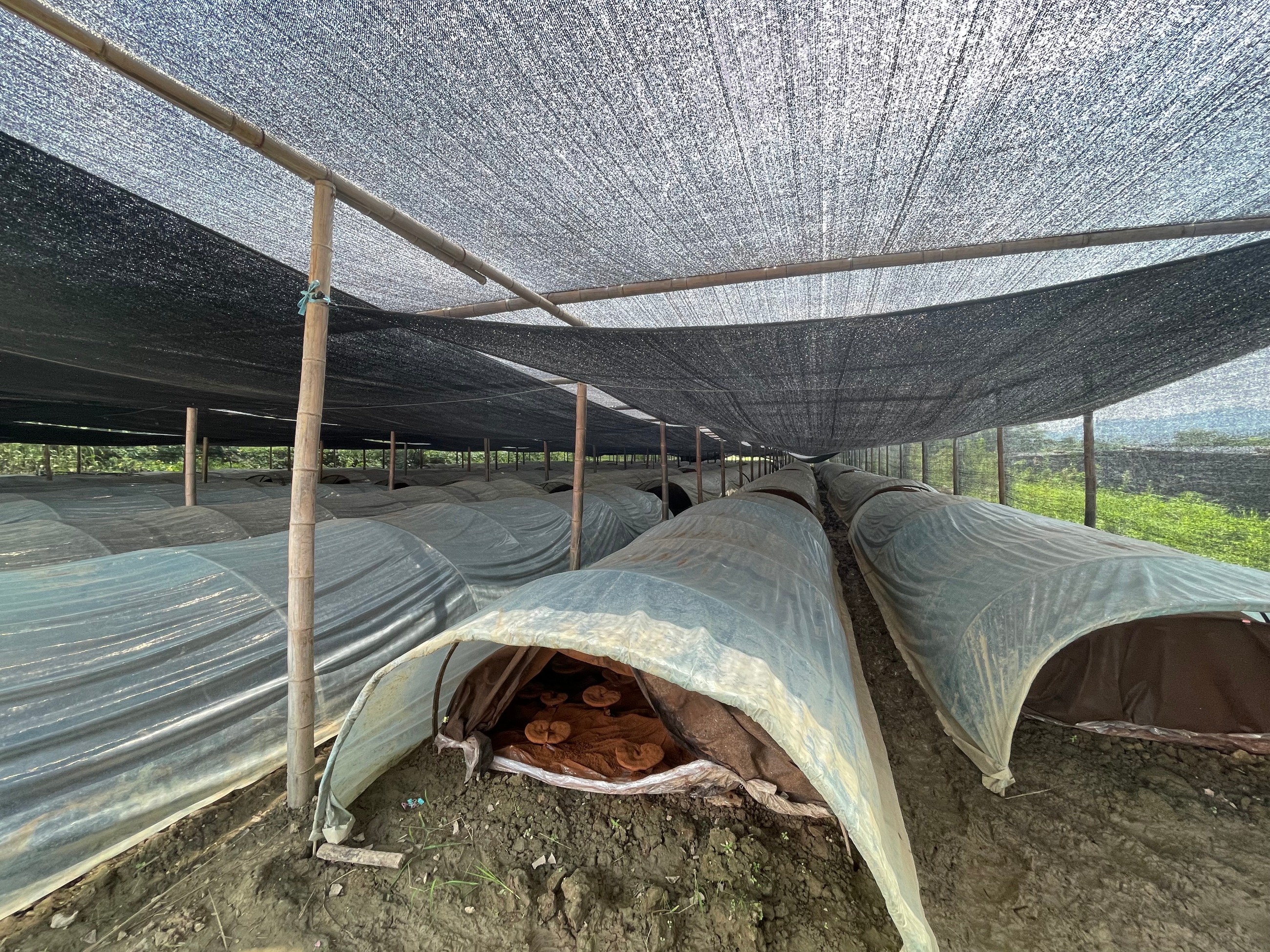 杭州亞運會官方靈芝產品供應商|杭州亞運會官方供應商|中國靈芝十大品牌|仙客來靈芝|仙客來靈芝破壁孢子粉|仙客來孢子油|仙客來靈芝飲片|仙客來破壁孢子粉|靈芝孢子油|孢子粉|靈芝破壁孢子粉|靈芝|中華老字號 杭州亞運會官方靈芝產品供應商|杭州亞運會官方供應商|中國靈芝十大品牌|仙客來靈芝|仙客來靈芝破壁孢子粉|仙客來孢子油|仙客來靈芝飲片|仙客來破壁孢子粉|靈芝孢子油|孢子粉|靈芝破壁孢子粉|靈芝|中華老字號