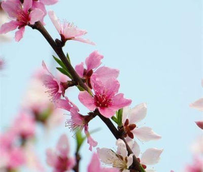 清明小長(zhǎng)假謹(jǐn)防疫情！健康長(zhǎng)壽請(qǐng)謹(jǐn)記這“三個(gè)字”