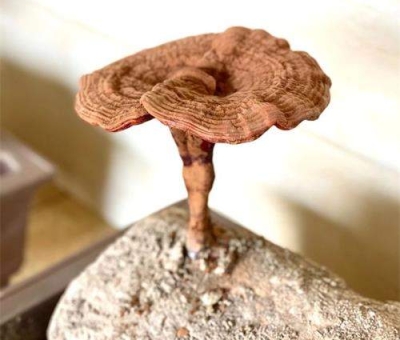 探究靈芝在腫瘤防治中功能