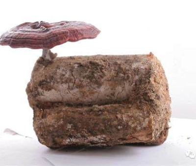 2020全國(guó)兩會(huì)特別報(bào)道：關(guān)于新冠疫情，看名醫(yī)、人大代表和政協(xié)委員如何說(shuō)？