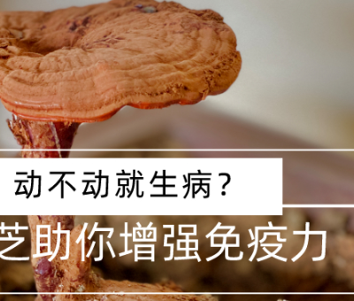 靈芝，預(yù)防您夏季上“火”